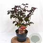 Physocarpus opulif. Lady in Red 30-50 cm 3,0L