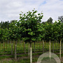 Platanus hispanica 35-40 HO draadkluit geknot