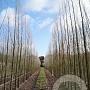 Populus nigra 'Italica' 18-20 HO draadkluit