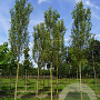 Populus nigra 'Italica' 20-25 HO draadkluit