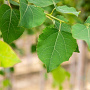 Populus tremula 20-25 HO draadkluit