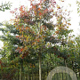 Quercus rubra 20-25 HO draadkluit