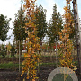 Quercus warei 'Long' 12-14 HO draadkluit geveerd