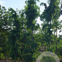Robinia ps. 'Tortuosa' 18-20 HO draadkluit geveerd