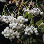 Sorbus gonggashanica 125-150 cm 5,0L
