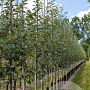 Sorbus intermedia 'Brouwers' 10-12 HO draadkluit