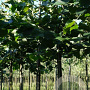 Tilia europaea 'Zwarte Linde' 10-12 HO draadkluit