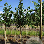 Tilia flavescens 'Glenleven' 10-12 HO draadkluit