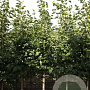 Tilia mongolica 'Buda' 10-12 HO draadkluit