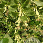 Tilia plat. 'Delft' 10-12 HO draadkluit