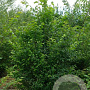 Ulmus glabra 200-250 cm draadkluit meerstammig