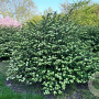 Viburnum plic. 'Grandiflorum' 200-250 cm draadkluit struik