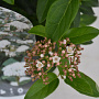 Viburnum tinus 40-60 cm 5,0L