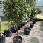 Viburnum tinus 70 cm stam 35L Halfstam bol