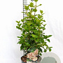 Viburnum tin. Lisarose 40-50 cm 3,0L