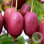 Actinidia purpurea 'Hardy Red' 175-200 cm 15L met stok