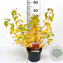 Cornus sang. 'Midwinter Fire' 30-40 cm 3,0L