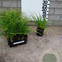 Carex morrowii 'Variegata' plantgoed P9