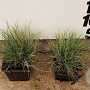 Festuca glauca 'Elijah Blue' plantgoed P9