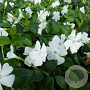 Vinca minor 'Alba' plantgoed P9