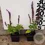 Salvia nem. 'Ostfriesland' plantgoed P9