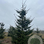 Abies grandis 400-450 cm draadkluit solitair