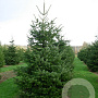 Abies nordmanniana 200-250 cm draadkluit solitair