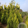 Chamaecyparis l. 'Ivonne' 200-250 cm draadkluit solitair