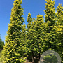 Metasequoia gl. Goldrush 300-350 cm draadkluit solitair