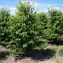 Prunus a. 'Plena' 250-300 cm draadkluit meerstammig