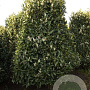 Prunus l. 'Reynvaanii' 250-300 cm draadkluit struik