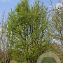 Prunus padus 1000-1200 cm draadkluit meerstammig