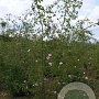 Rosa (o) rubiginosa 200-250 cm draadkluit struik