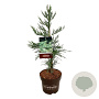 Sequoiadendron g. 'H. Mammoth One' 60-80 cm P26