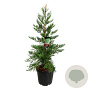Sequoiadendron g. 'H. Mamm. Three' 125-150 cm cont. 55L extra