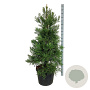 Sequoiadendron g. 'H. Mammoth Two' 80-100 cm 30L extra