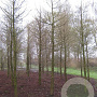 Taxodium distichum 800-900 cm draadkluit solitair