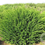 Taxus baccata 160-170 cm draadkluit bol
