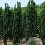 Taxus b. 'Fastigiata' 300-350 cm draadkluit solitair