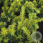 Taxus b. 'Summergold' 80-100 cm met kluit