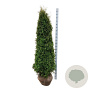 Thuja occ. 'Pyramidalis Compacta' 200-225 cm met kluit extra