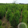 Thuja pl. 'Atrovirens' 120-140 cm met kluit