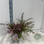 Abelia 'Edward Goucher' 25-30 cm 3,0L