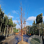 Acer griseum 300-350 cm draadkluit