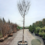 Acer griseum 200 cm stam container 18-20 leiboom