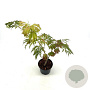 Acer japonicum 'Aconitifolium' 25-30 cm 2,0L