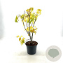 Acer negundo 'Kelly's Gold' 40-50 cm 3,0L