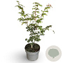 Acer palmatum 40-60 cm 4,0L