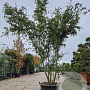 Acer palmatum 250-300 cm cont. 90L meerstammig