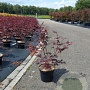 Acer pal. 'Atropurpureum' 50-60 cm 4,0L
